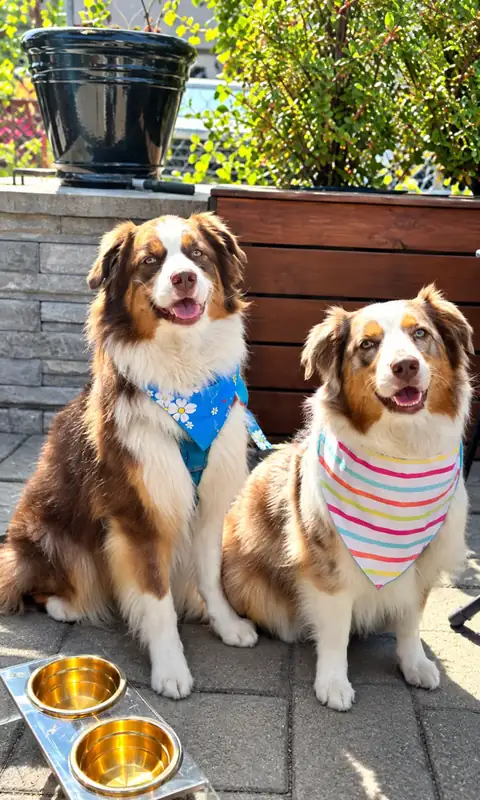 Two Australian shepherds in bandanas on the terrace, next to gold water bowls.