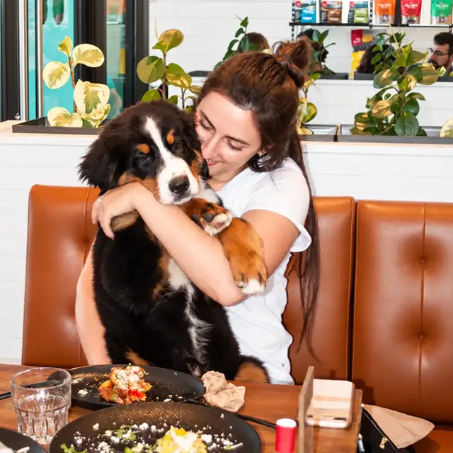 Guest hugging a Bernese mountain dog puppy on the leather banquette at Ruby Café MTL