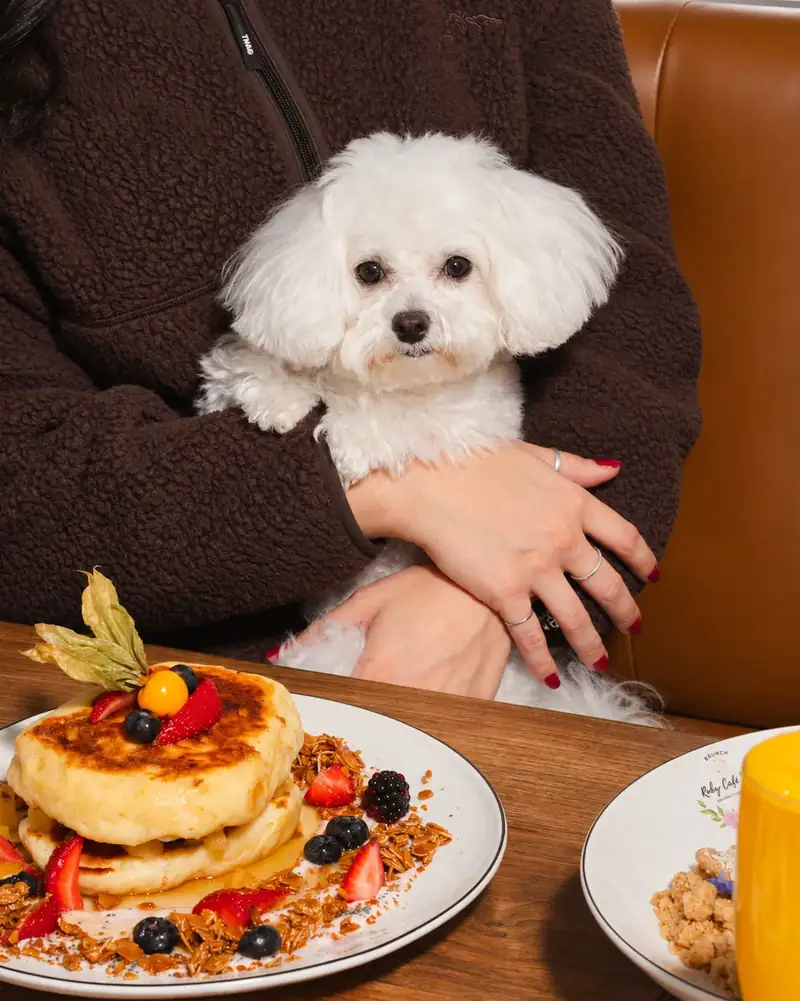 Bichon à table devant des pancakes au Ruby Café MTL