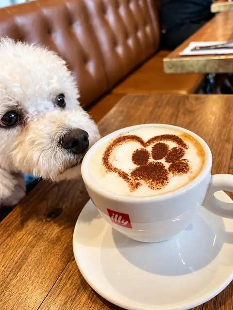 Bichon on the banquette next to a cappuccino with a cocoa heart and paw.