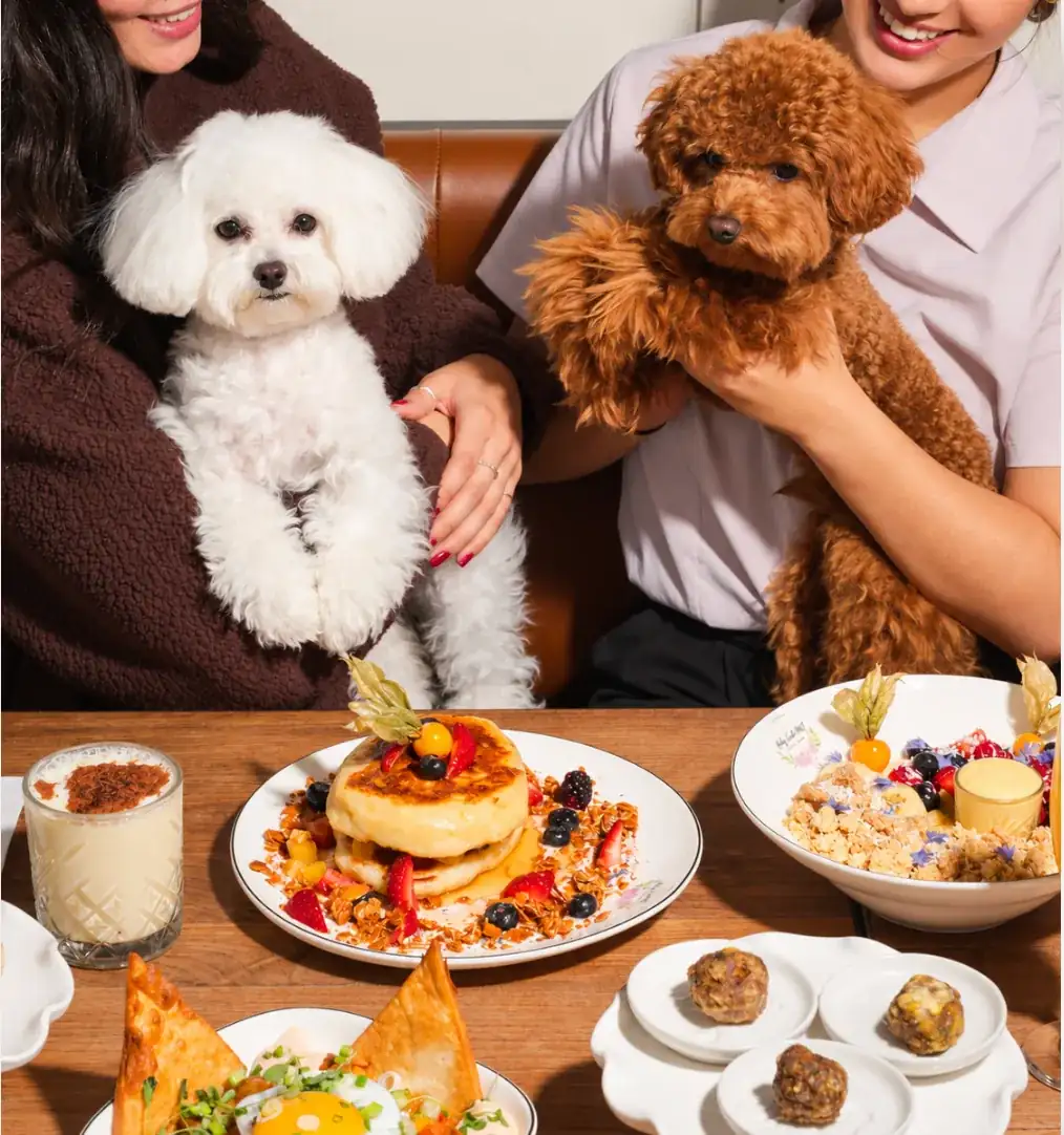 Two dogs at the table with pancakes and a parfait at brunch at Ruby Café MTL, Montreal