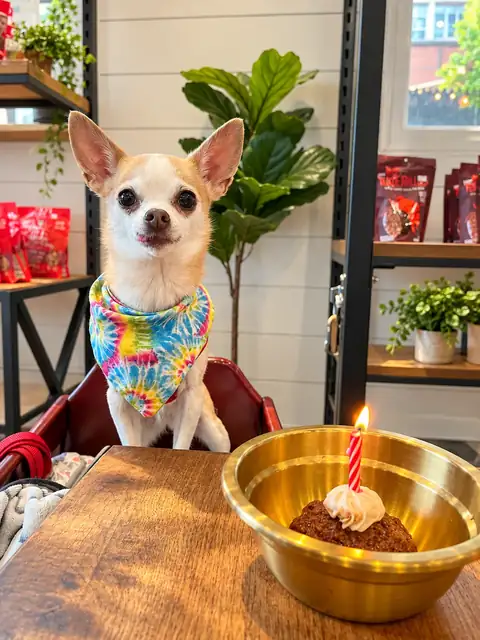 Chihuahua in a tie-dye bandana with a birthday candle in its gold bowl.