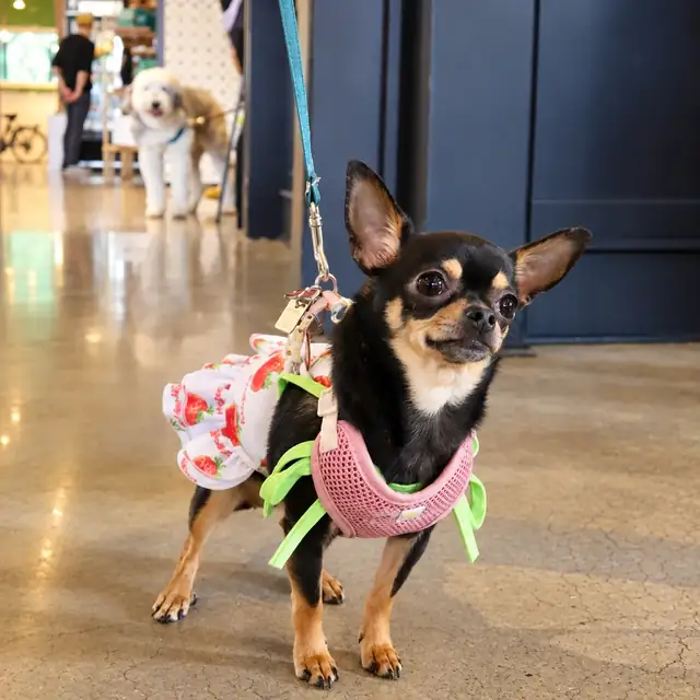 Chihuahua in a strawberry dress inside Doggieville MTL