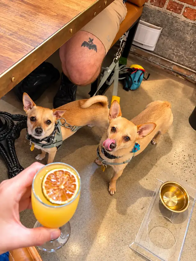 Two small dogs under the table looking up at a mimosa, gold water bowl on the floor.