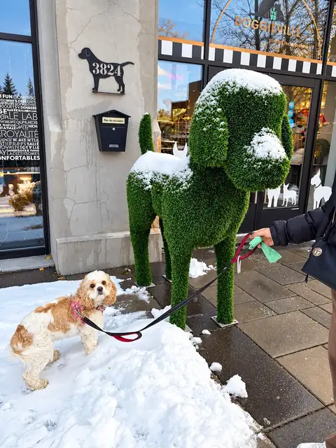 Cocker spaniel in the snow by the grass dog statue at the 3824 Rue Saint-Patrick entrance.
