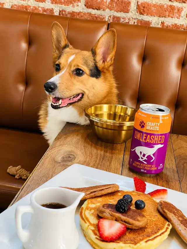Corgi on the leather banquette with a gold bowl, a can of dog beer and pancakes.