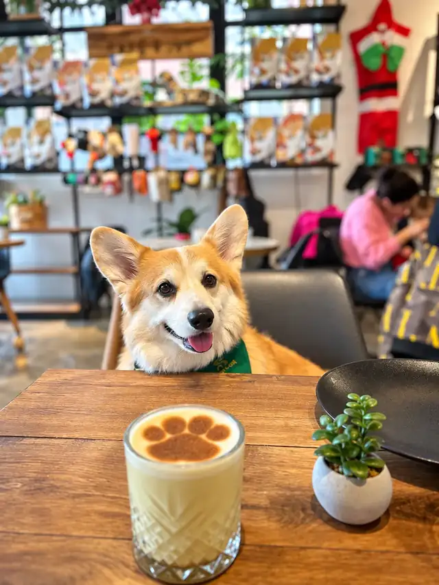 Corgi at a table behind a latte with a cocoa paw print, Doggieville shelves behind.