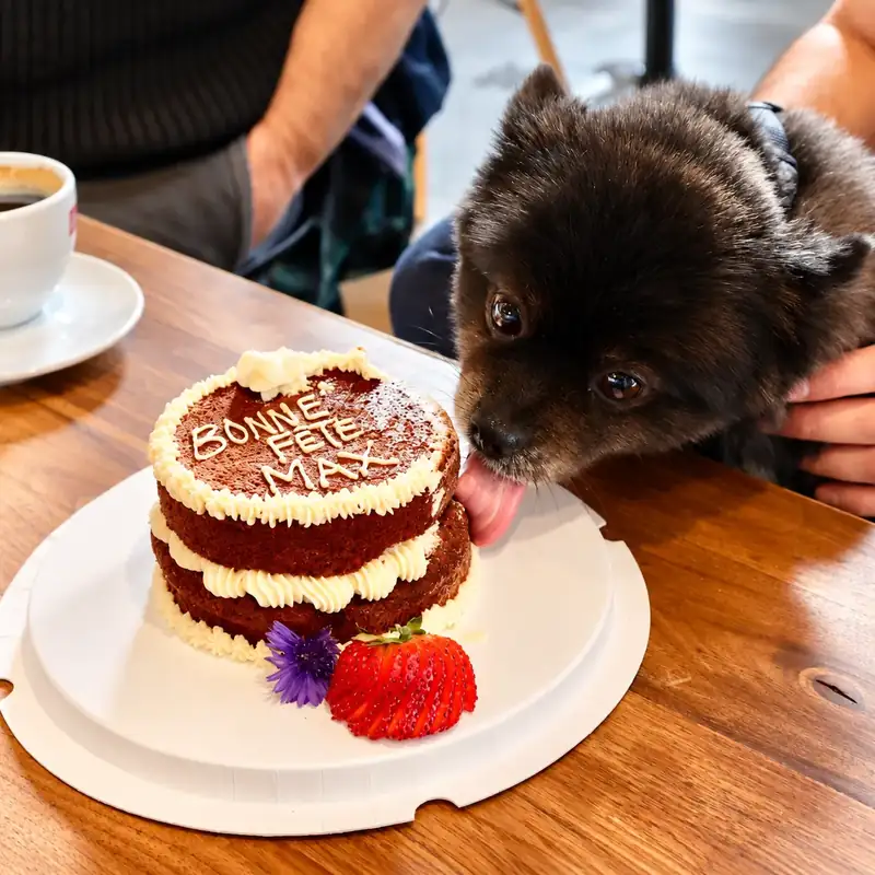 Dog birthday cake bonne fete at Ruby Café MTL