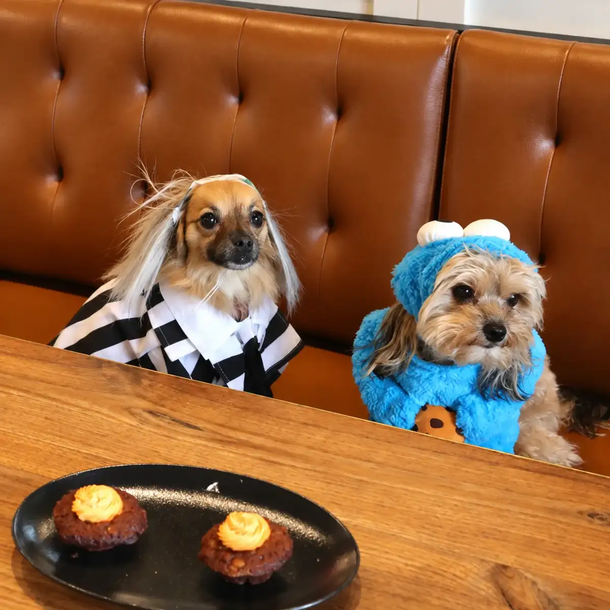 Deux petits chiens costumés pour l’Halloween sur la banquette en cuir, avec deux pupcakes