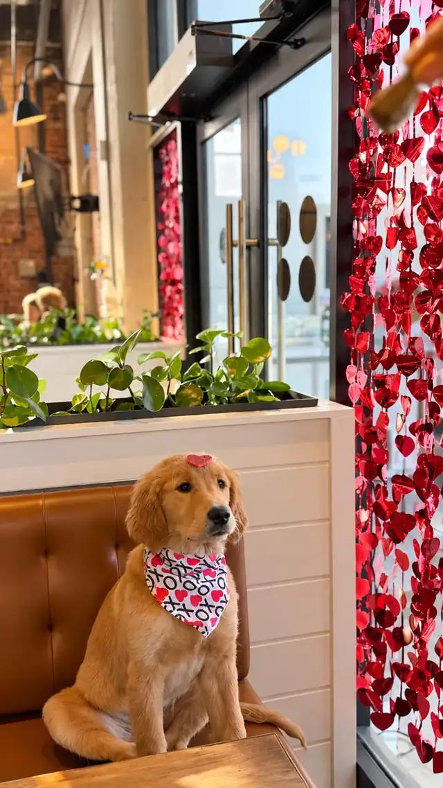 Golden retriever puppy with a heart clip and XO bandana by the window of red hearts.