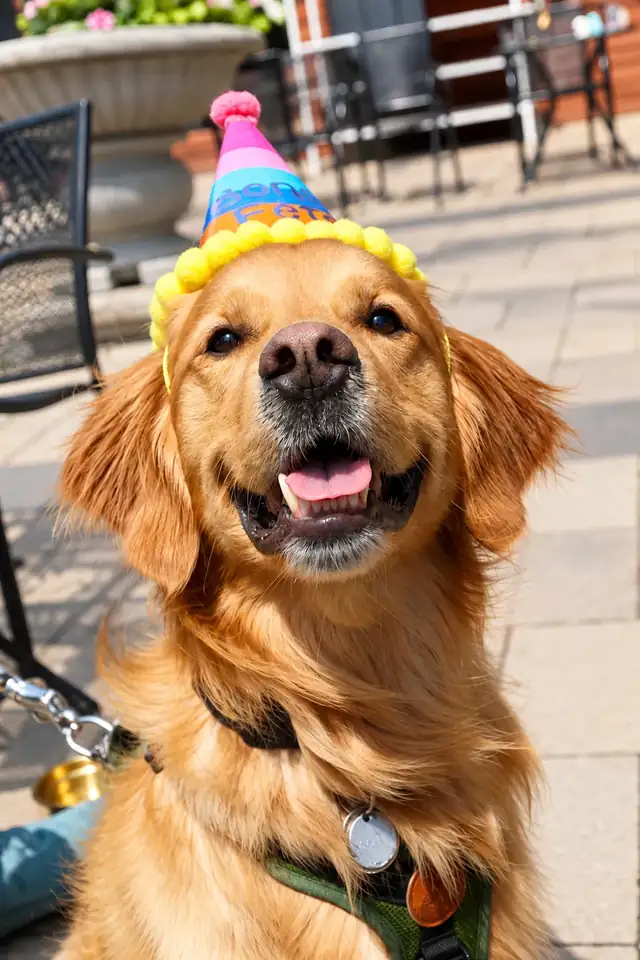 Golden retriever in a party hat on the terrace.