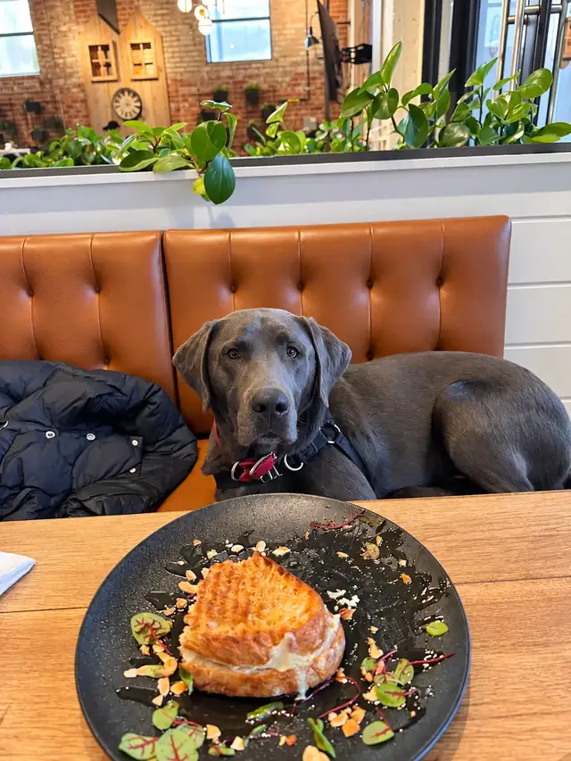 Grey labrador lying on the banquette behind a grilled cheese plate.