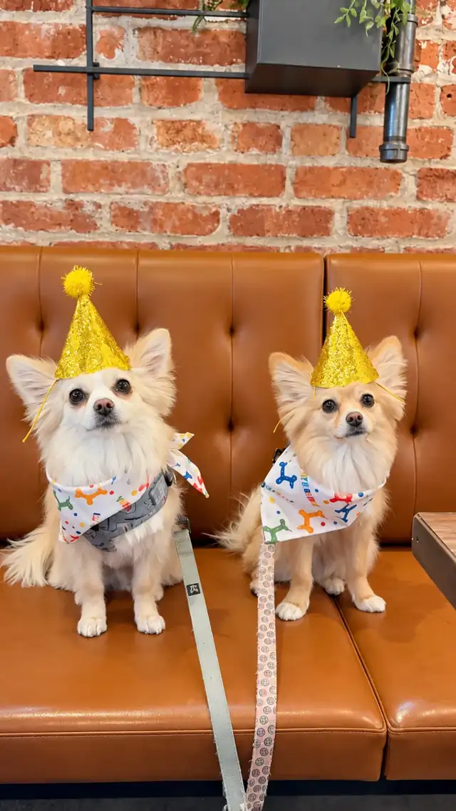 Two pomeranians in gold party hats and bandanas on the leather banquette.