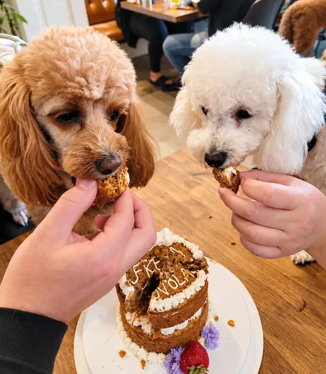 Two poodles eating pieces of a dog birthday cake from guests’ hands.