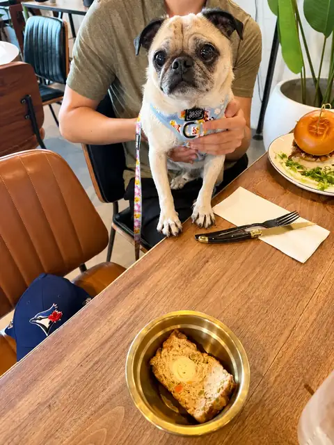 Pug on its owner’s lap with a Woof Loaf slice in a gold bowl.