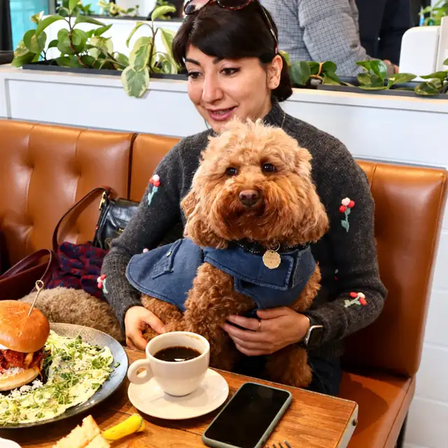 Curly red doodle in a denim jacket on a guest’s lap, with coffee and a brunch burger at Ruby Café MTL